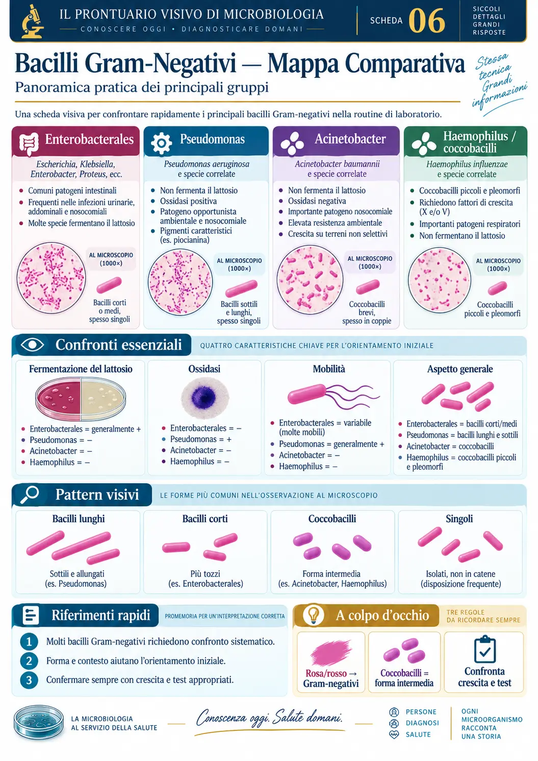 Bacilli Gram-Negativi — Mappa Comparativa