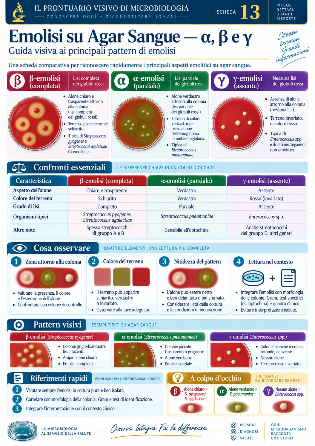 Emolisi su Agar Sangue — α, β e γ